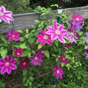 Meet your Posher, Roberta